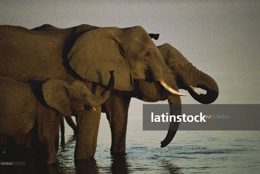 Elefante africano (Loxodonta africana) manada beber a lo largo de un pozo de agua, Reserva Nacional 