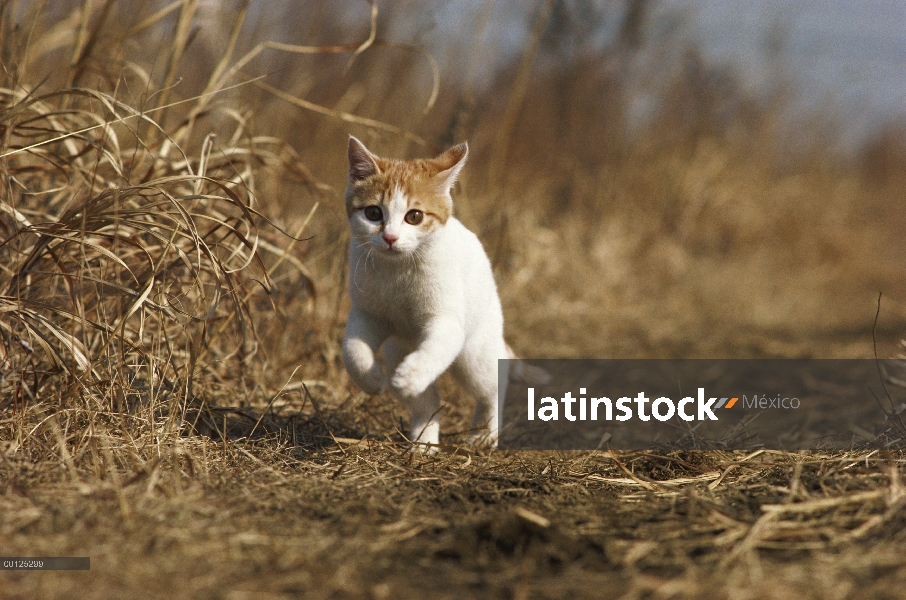 Gato doméstico (Felis catus) corriendo a la cámara de