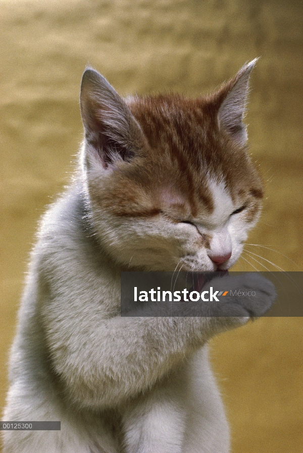 Gato doméstico (Felis catus) sí mismo de la preparación