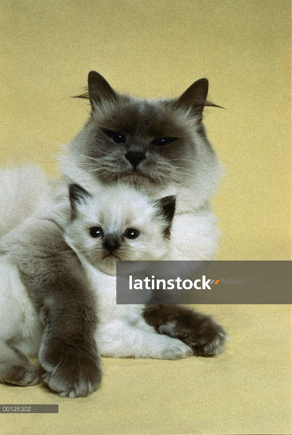 Gato doméstico (Felis catus), madre de Abisinia con gatito