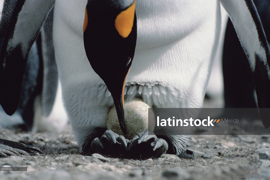 Adulto de pingüino rey (Aptenodytes patagonicus) atiende a su único huevo balanceado en sus pies, Ge