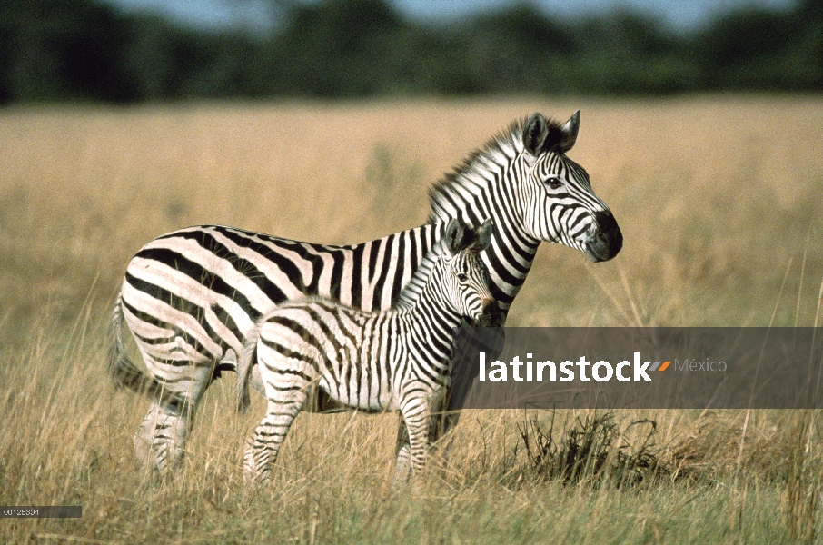 Madre de cebra (Equus burchellii) de Burchell en pasto con potro, Kenia