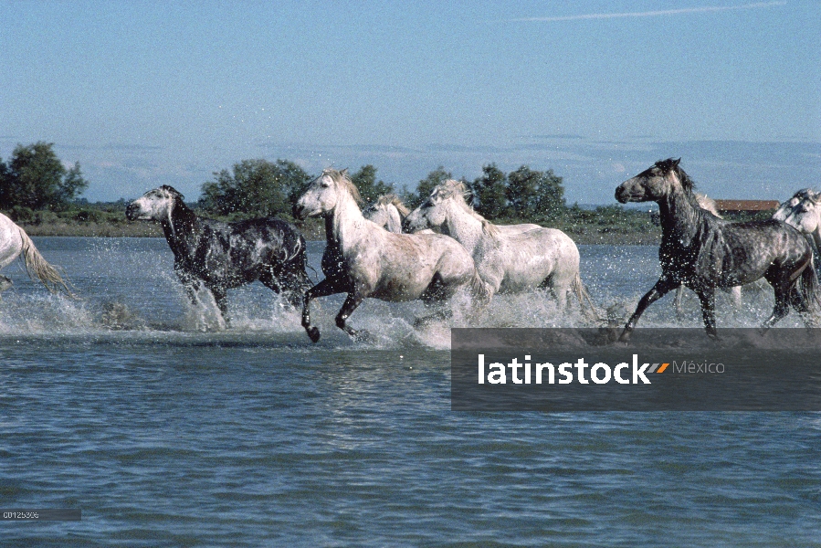 Manada de caballo (Equus caballus) salvaje ejecución, Francia