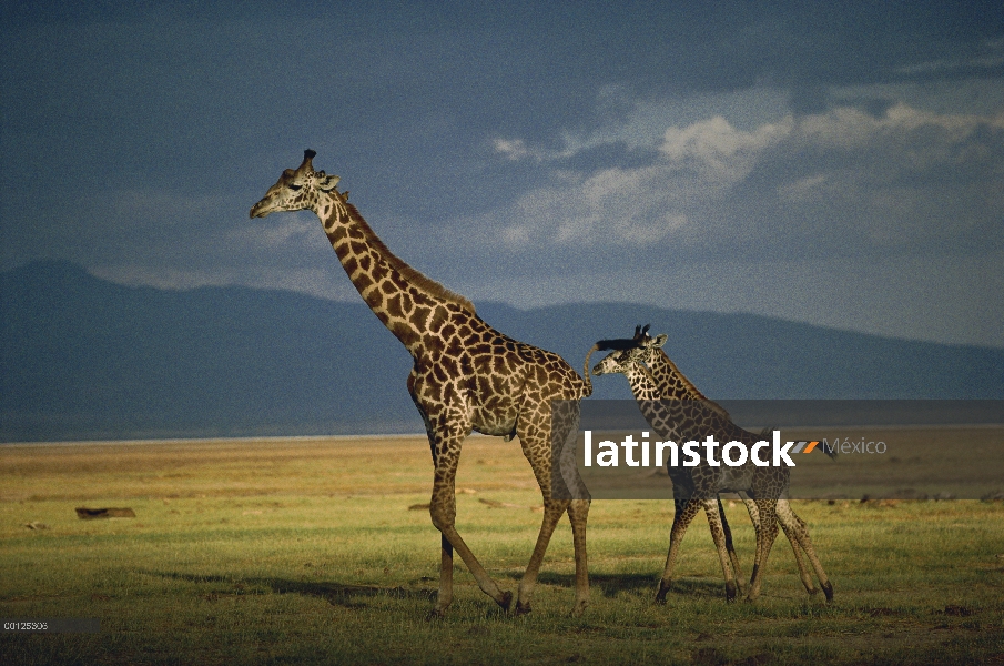 Mujer jirafa (Giraffa sp) caminando con dos terneros, Kenia