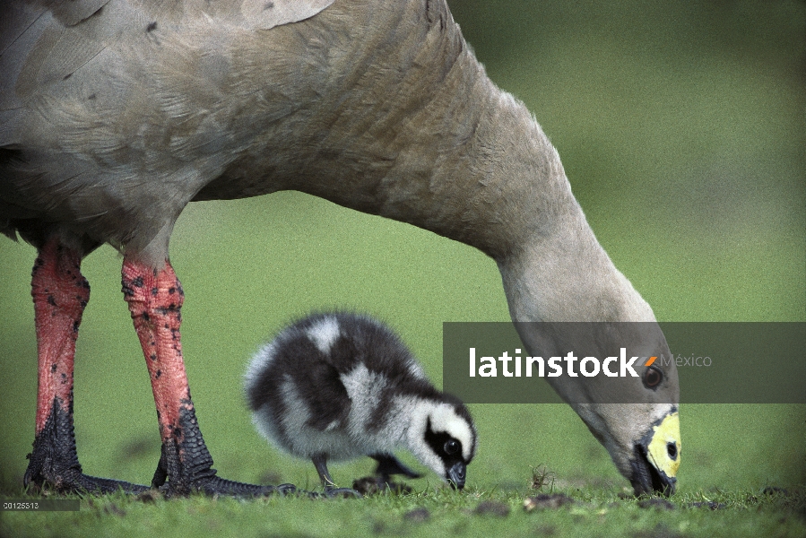 Madre ganso de cabo Barren (Cereopsis novaehollandiae) alimentándose con gosling, Isla Canguro, Aust