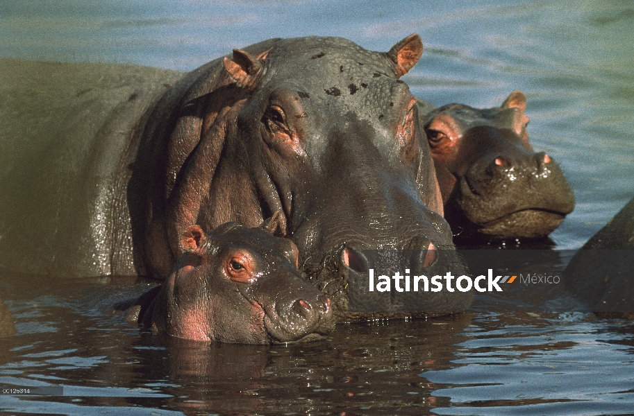 Hipopótamo (Hippopotamus amphibius) madre revolcándose con sus crías, Kenia