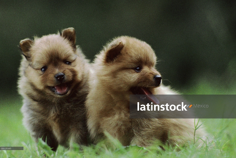 Dos cachorros de Pomerania (Canis familiaris), de Japón