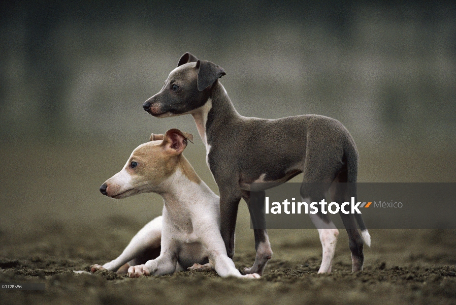 Dos alertas cachorros de galgo italiano (Canis familiaris)