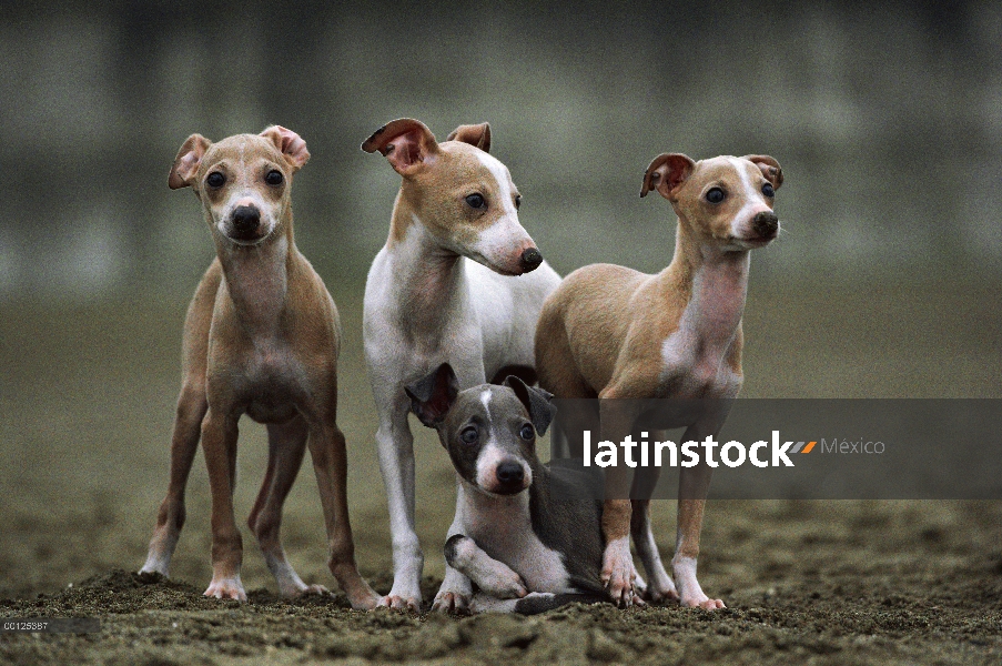 Cuatro cachorros de galgo italiano (Canis familiaris), Japón