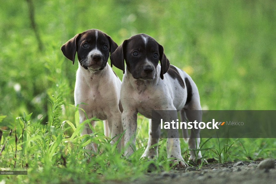 Dos cachorros de Pointer (Canis familiaris) en la hierba verde