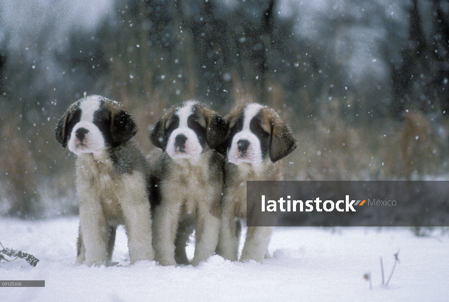 Tres cachorros San Bernardo (Canis familiaris) en la nevasca, Japón