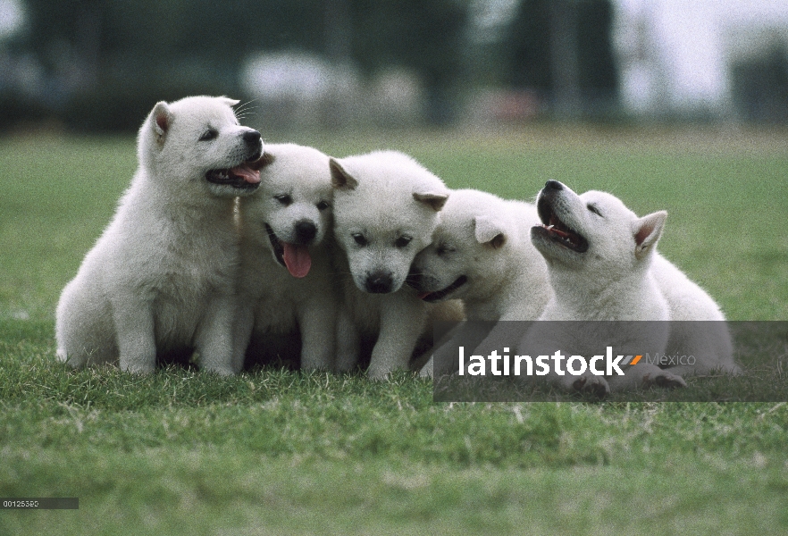 Kishu Inu (Canis familiaris) grupo cachorro, Japón