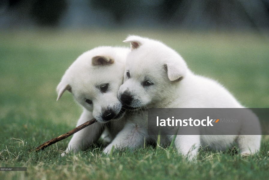 Kishu Inu (Canis familiaris) dos cachorros jugando con una ramita, Japón