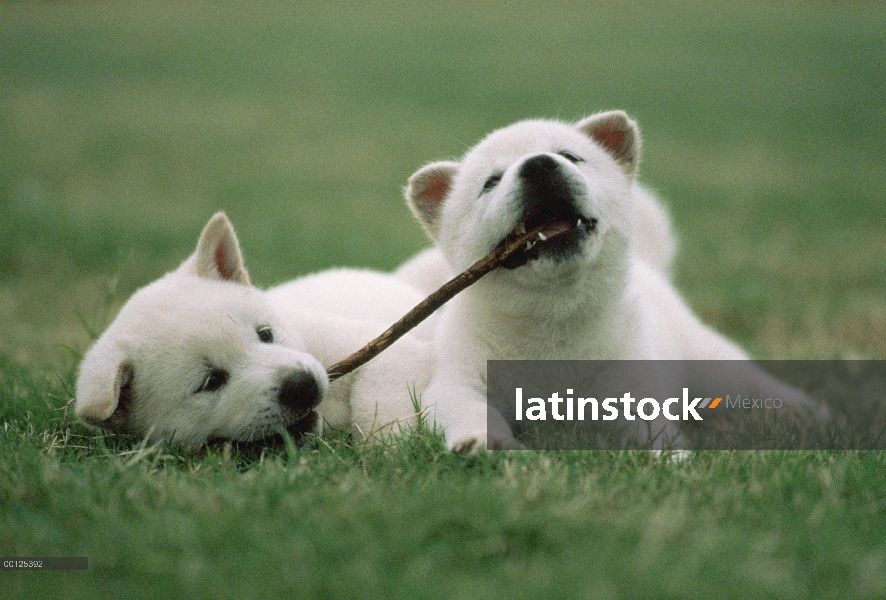 Kishu Inu (Canis familiaris) dos cachorros jugando con una ramita, Japón