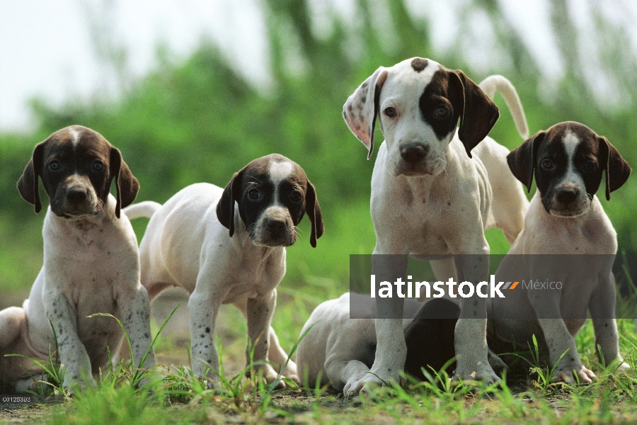 Grupo cachorro de Pointer (Canis familiaris), Japón