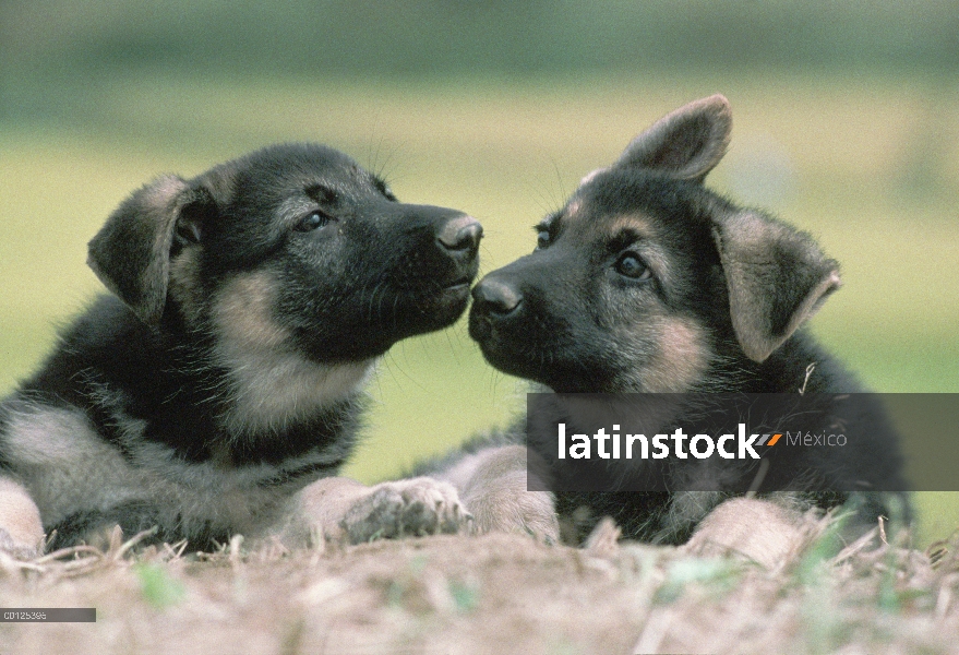 Dos cachorros de pastor alemán (Canis familiaris) descansando en la arena, Japón