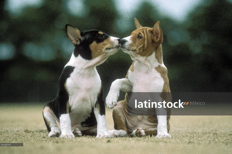 Dos cachorros de Basenji (Canis familiaris) a nariz, Japón