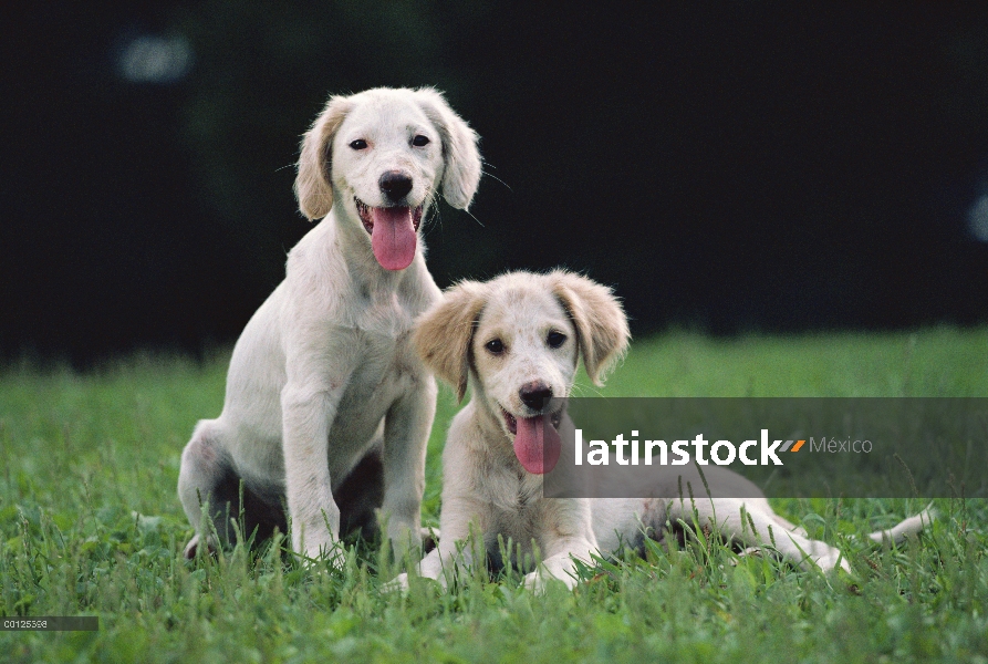 Dos cachorros de Setter (Canis familiaris) sentado en el césped verde en ingles