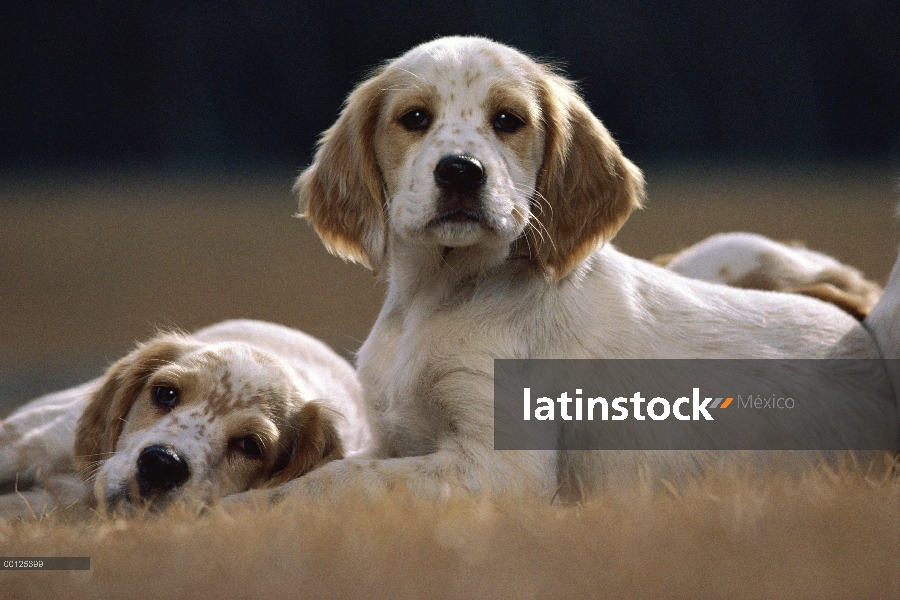 Dos cachorros de Setter inglés (Canis familiaris) en hierba seca