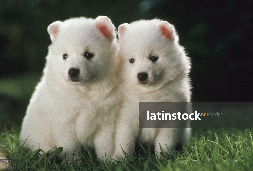 Dos cachorros de Spitz (Canis familiaris), Japón