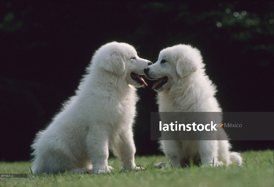 Montaña de los Pirineos cachorros de perro (Canis familiaris), Japón