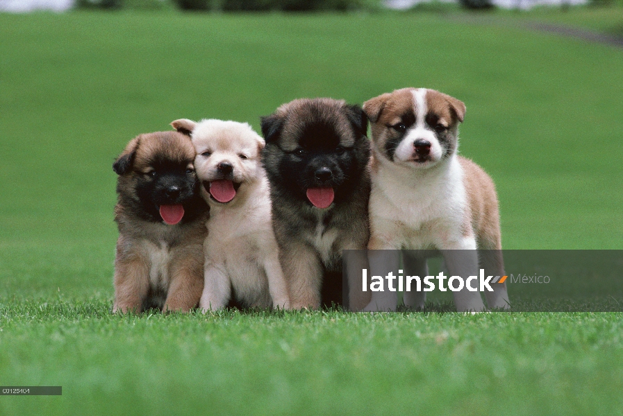 Nihon Inu (Canis familiaris) cuatro cachorros, Japón