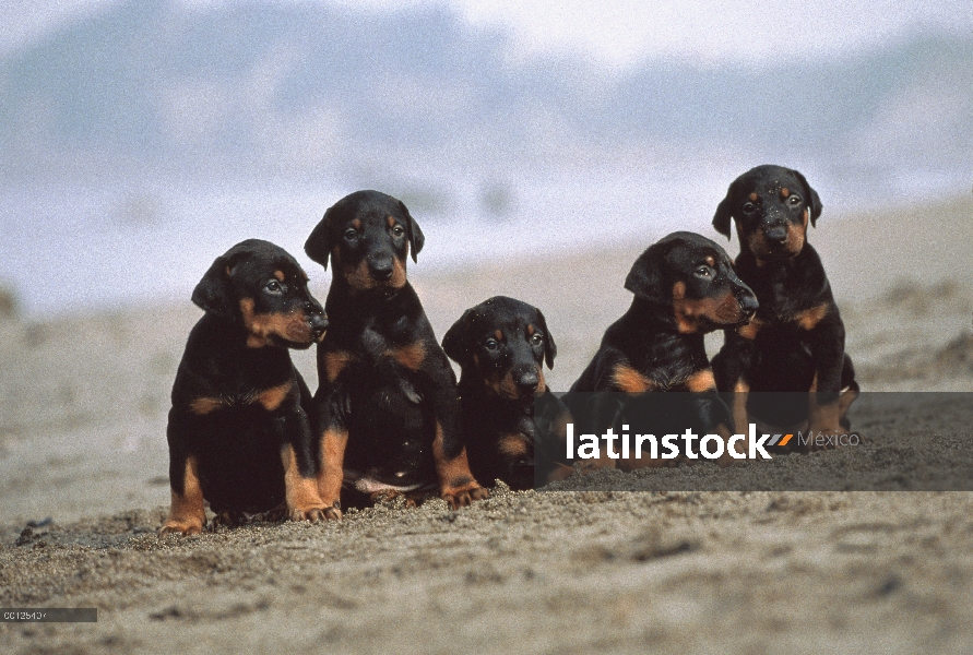 Cinco cachorros de Doberman Pinscher (Canis familiaris) en la playa, Japón