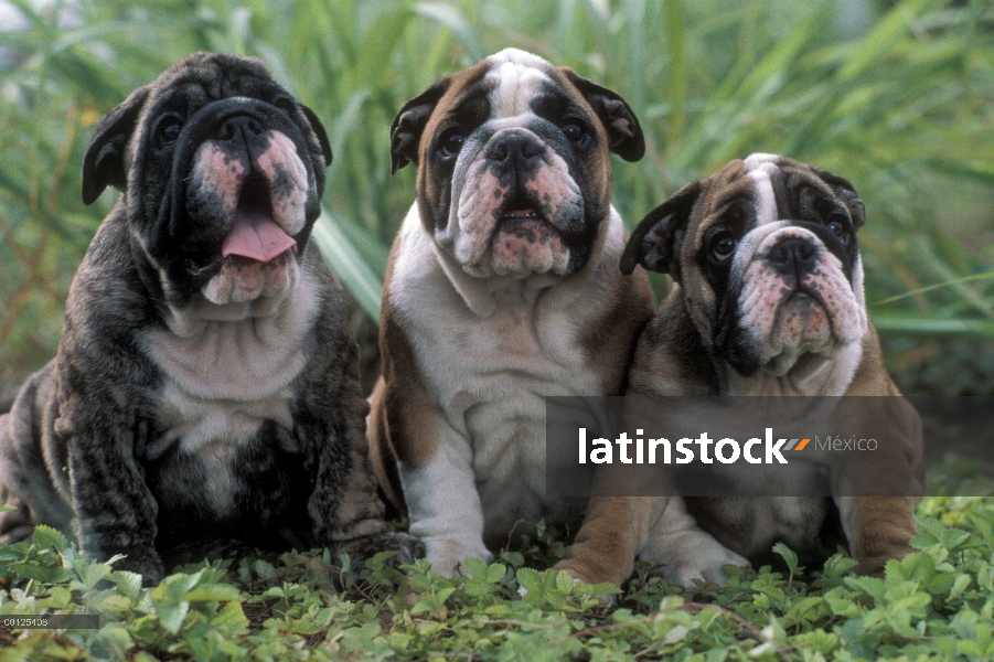 Sentado en la hierba alta, Japón de tres cachorros Bulldog (Canis familiaris)