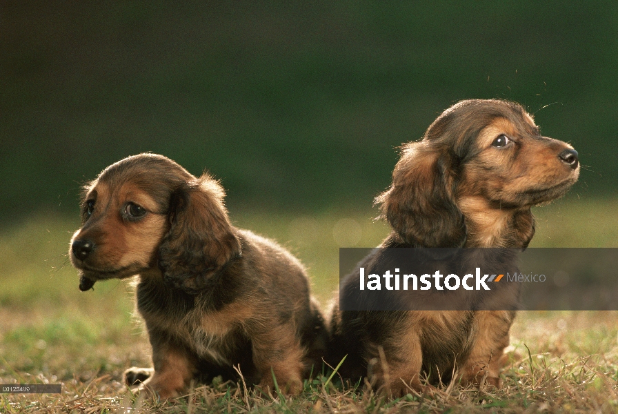 Miniatura Dachshund (Canis familiaris) dos cachorros, Japón