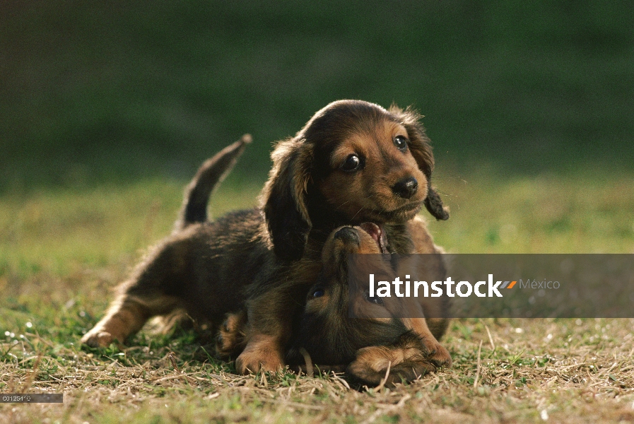 Miniatura Dachshund (Canis familiaris) dos cachorros jugando, Japón