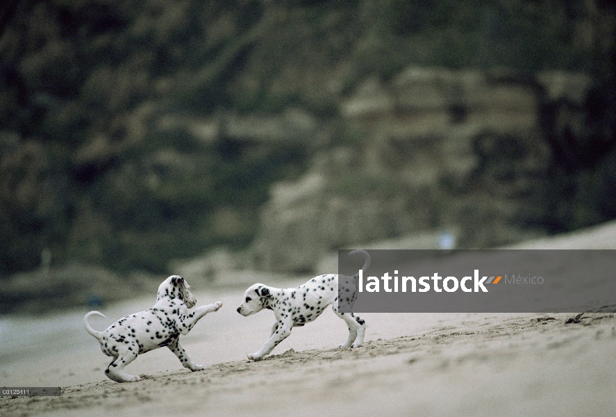 Dálmata (Canis familiaris) dos cachorros jugando en una playa de arena, Japón