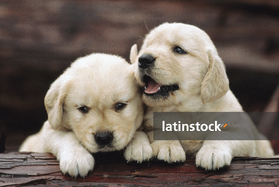 Golden Retriever (Canis familiaris) dos cachorros descansando en un tronco