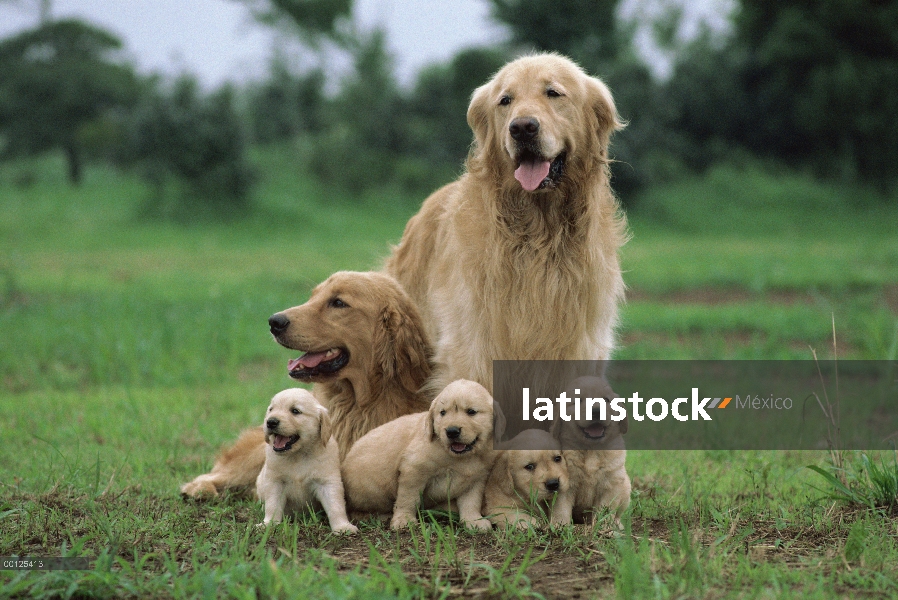 Padres Golden Retriever (Canis familiaris) camada de cachorros, América del norte