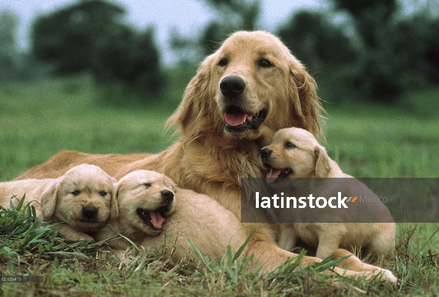 Madre Golden de Retriever (Canis familiaris) con tres cachorros, Japón