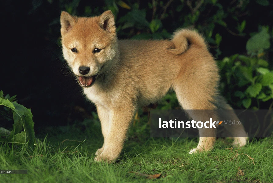 Retrato de cachorro (Canis familiaris), Japón