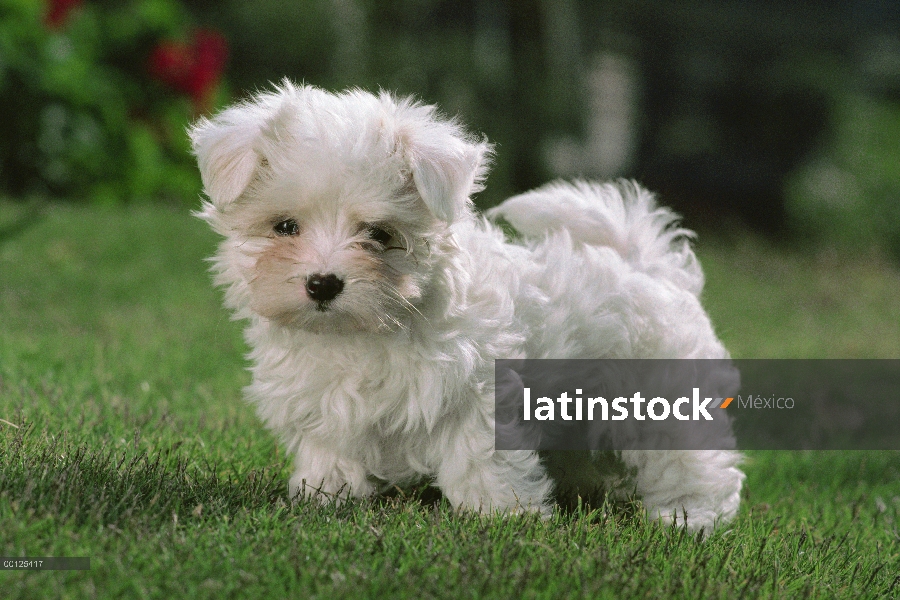 Pie de cachorro de Maltés (Canis familiaris) en césped verde