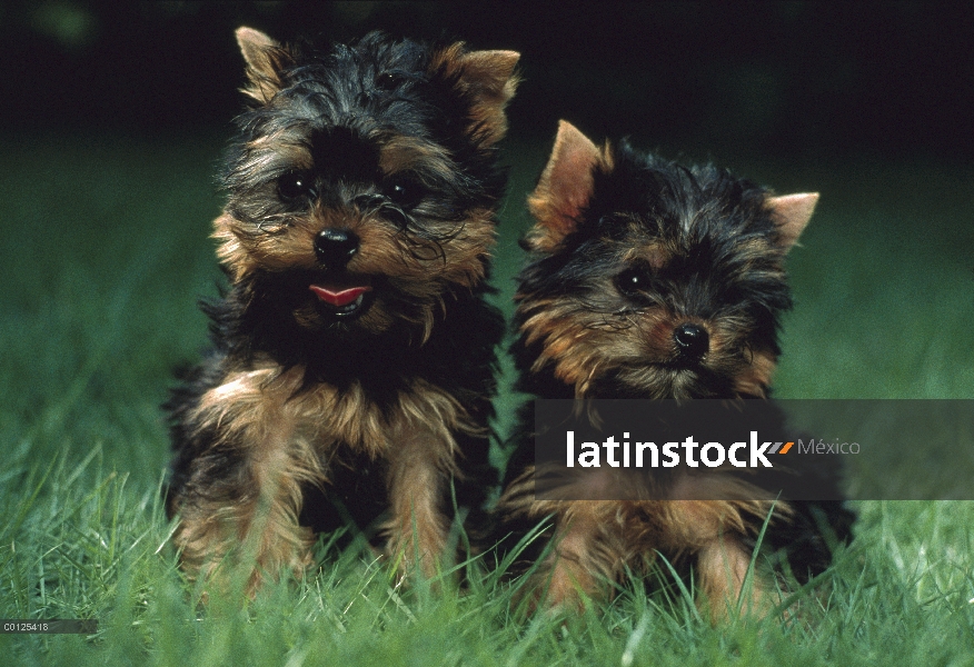 Dos cachorros de Yorkshire Terrier (Canis familiaris), Japón