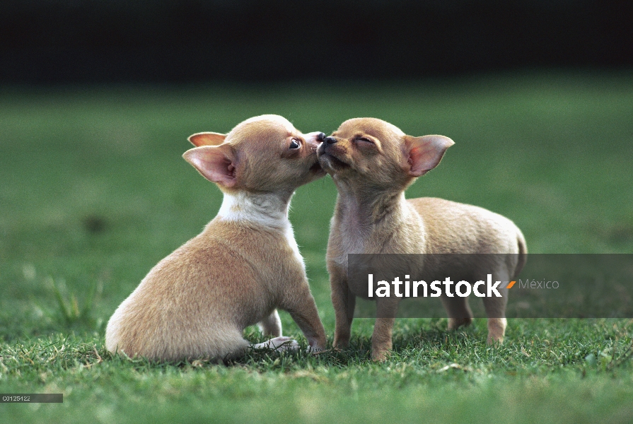 Dos cachorros Chihuahua (Canis familiaris) acariciando