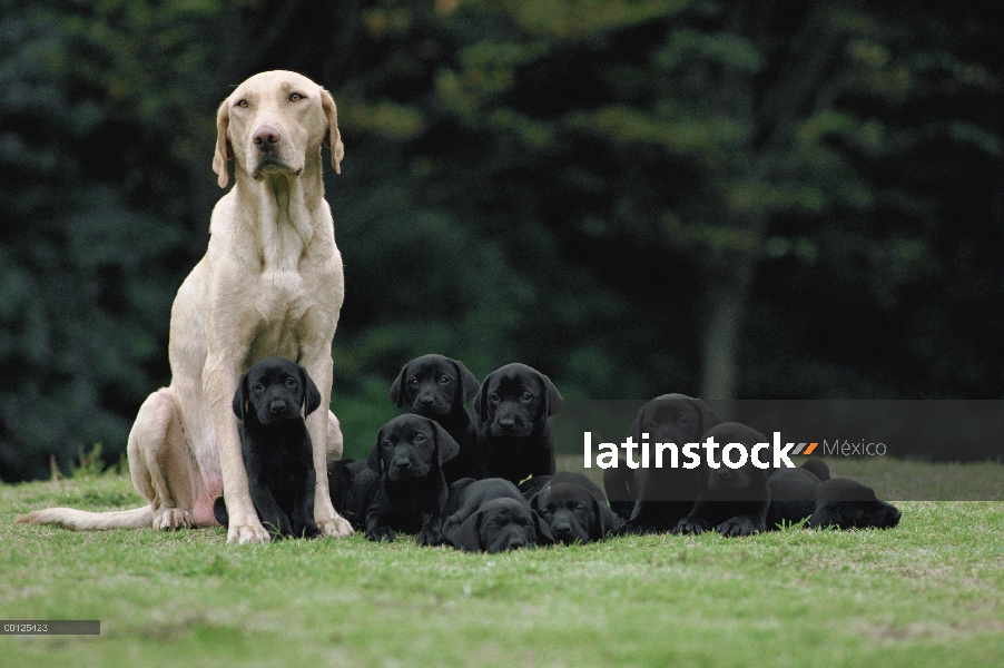 Perro perdiguero de Labrador (Canis familiaris) madre de camada de cachorros