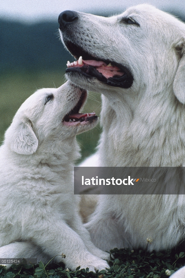 Madre de perro (Canis familiaris) de la montaña pirenaica jugando con perrito, Japón