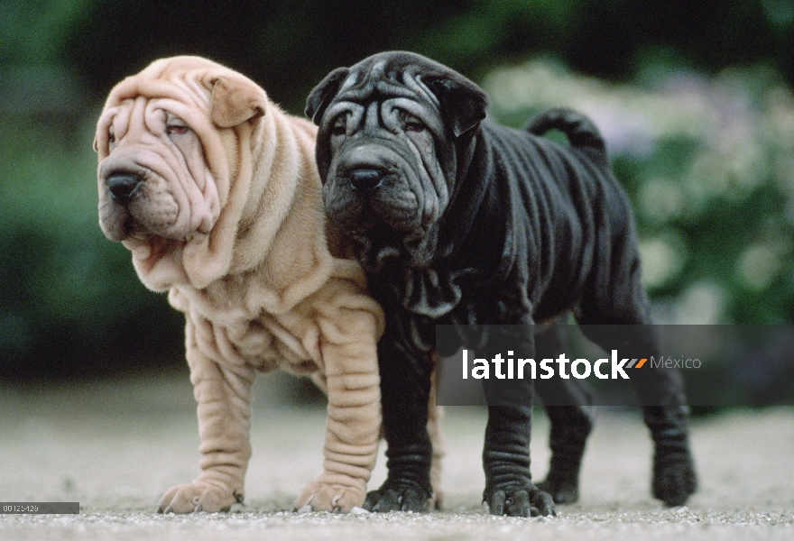 Dos cachorros de Shar Pei (Canis familiaris), Japón