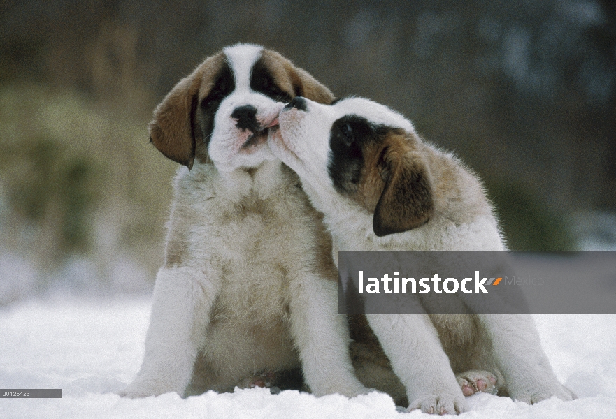 Cachorros de San Bernardo (Canis familiaris) acariciando en nieve, Japón