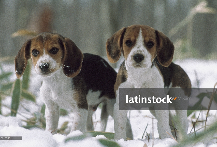 Dos cachorros de Beagle (Canis familiaris) en nieve, Japón