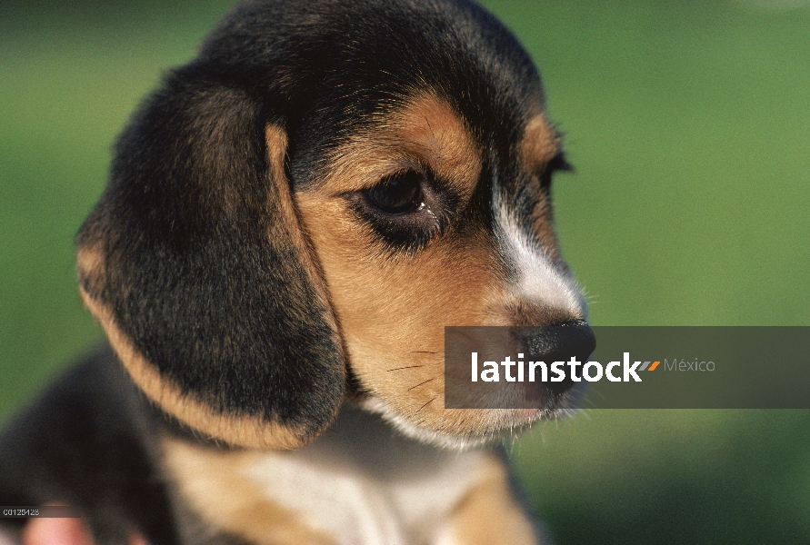 Retrato de cachorro Beagle (Canis familiaris)