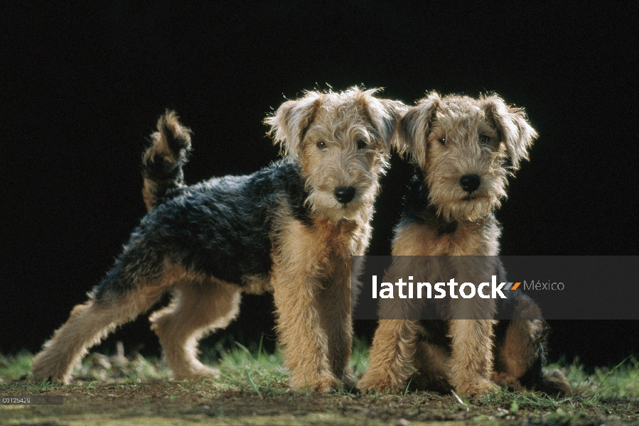 Dos cachorros de Lakeland Terrier (Canis familiaris), Japón