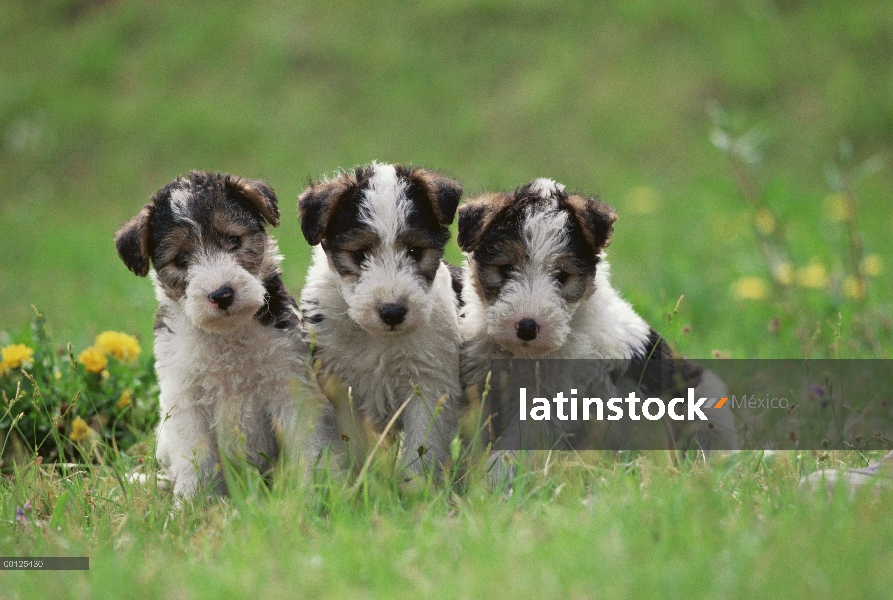 Pelo duro tres cachorros Fox Terrier (Canis familiaris) sentada en el verde césped