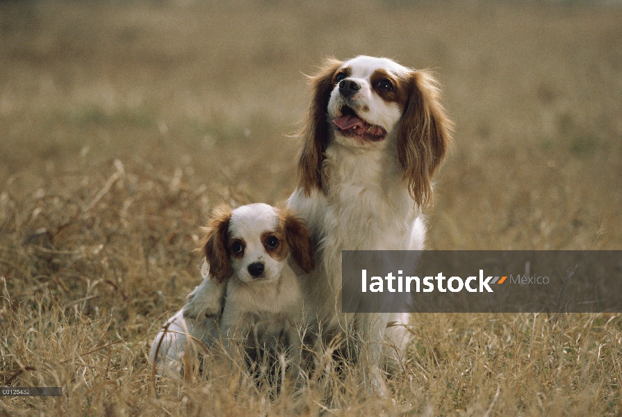 Cachorro y madre de Cavalier King Charles Spaniel (Canis familiaris)