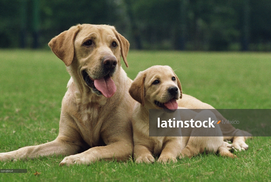 Perro perdiguero de Labrador (Canis familiaris) madre descansando con cachorro