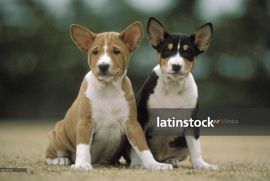 Dos cachorros de Basenji (Canis familiaris), Japón