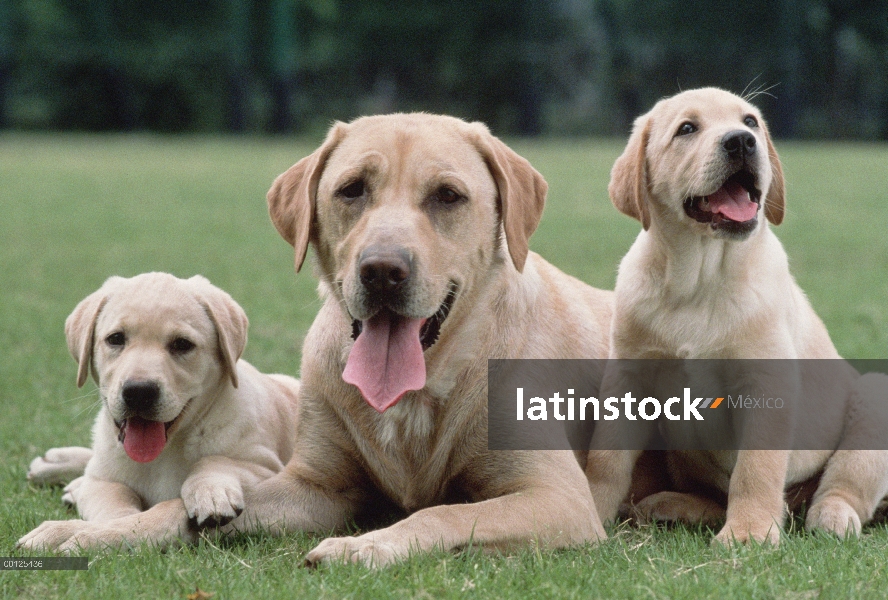 Perro perdiguero de Labrador (Canis familiaris) madre descansando con dos cachorros, Japón